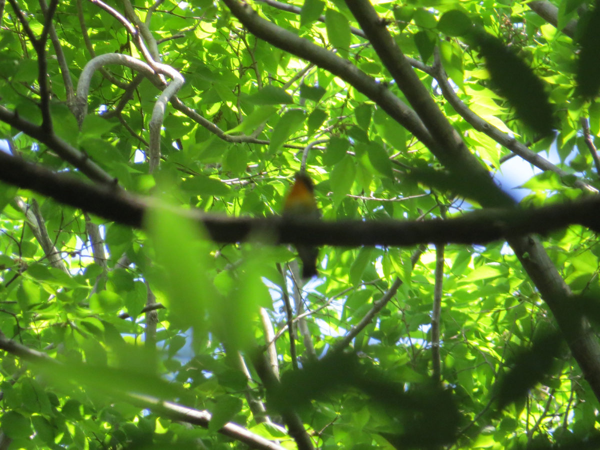 キビタキピンボケ