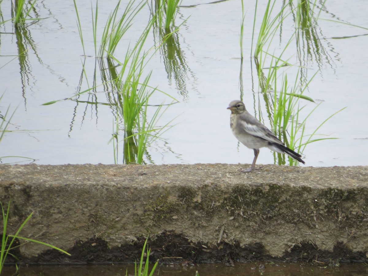 ハクセキレイ幼鳥
