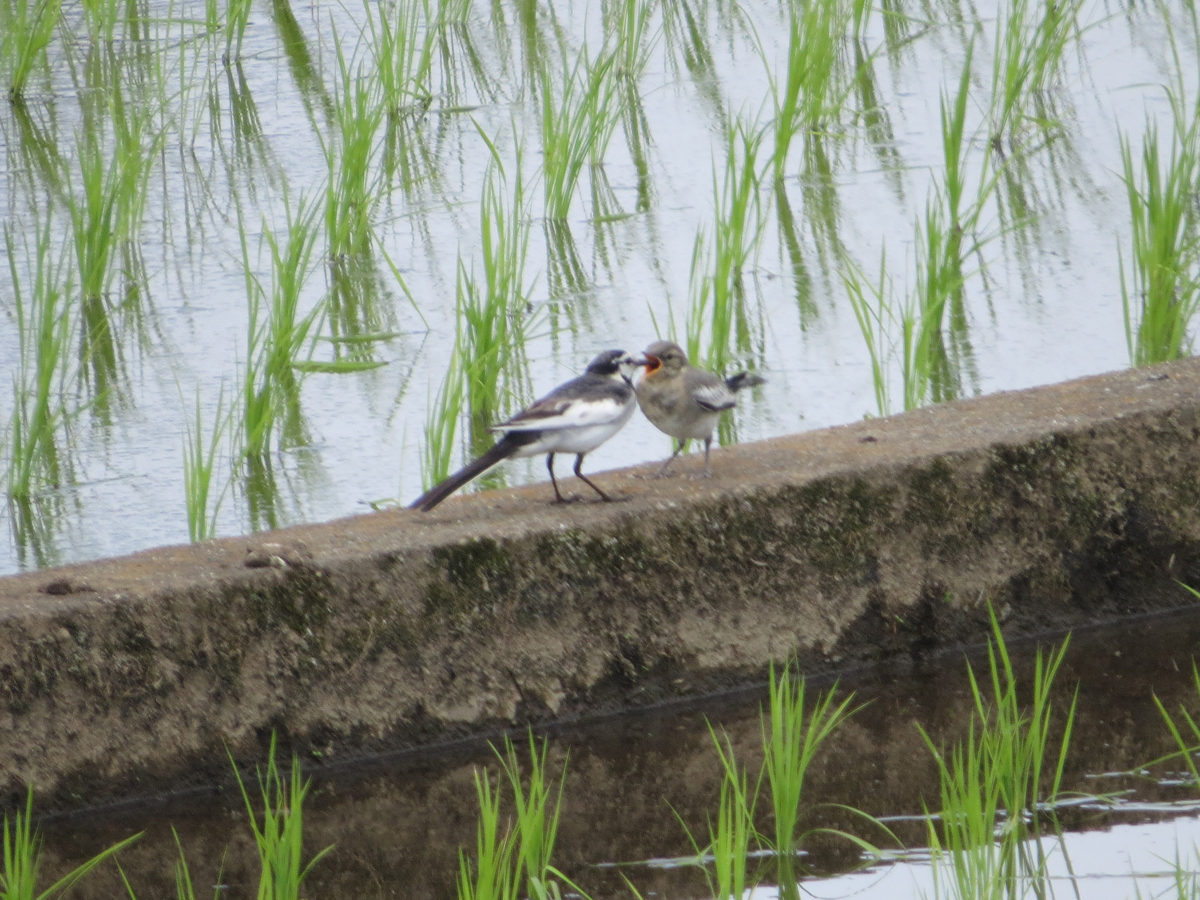 ハクセキレイ給餌
