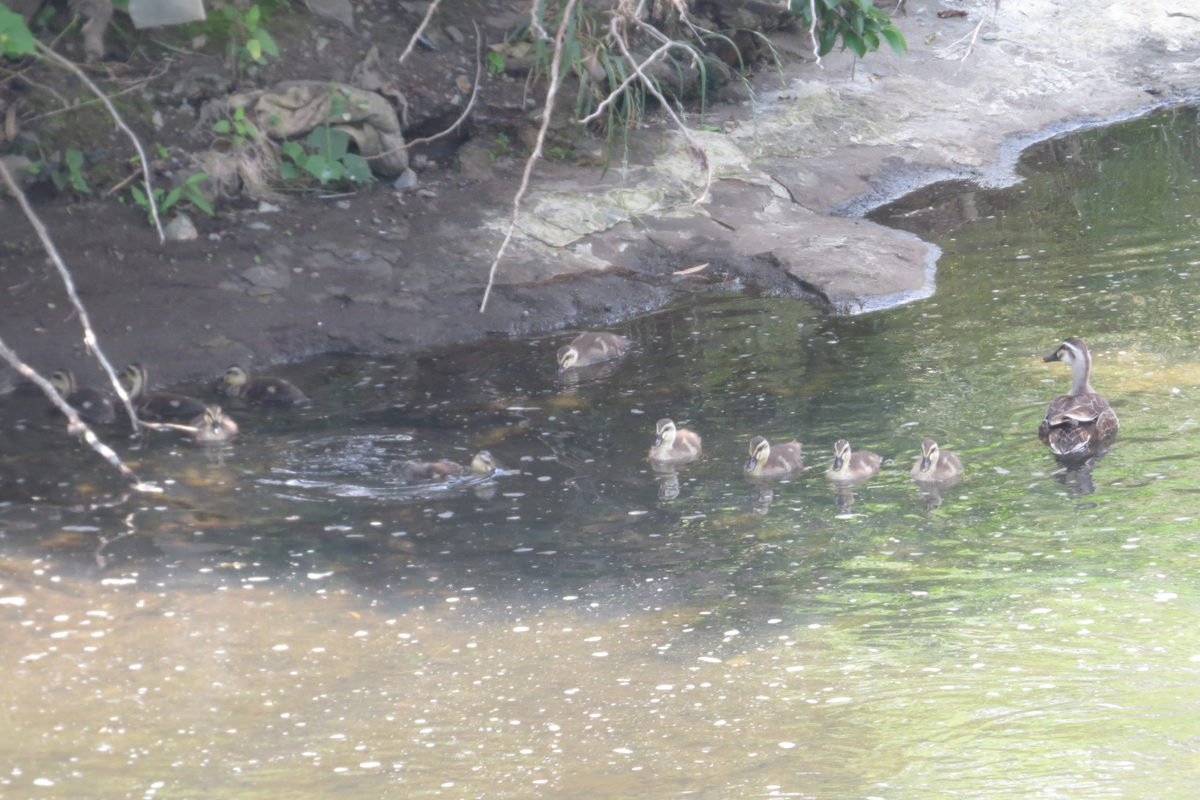 カルガモヒナと親