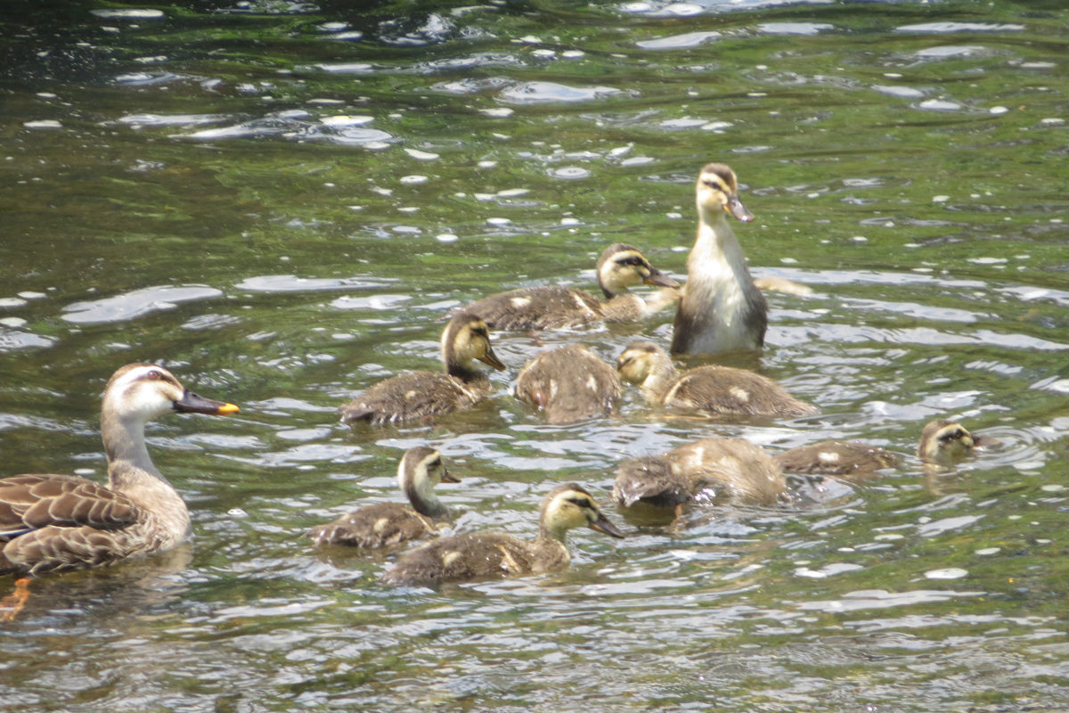 カルガモヒナと親