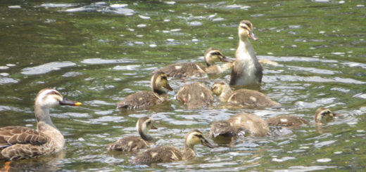カルガモヒナと親