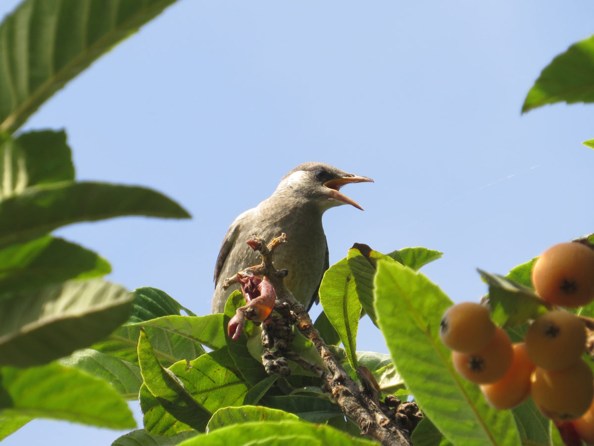 ムクドリ幼鳥ビワの木