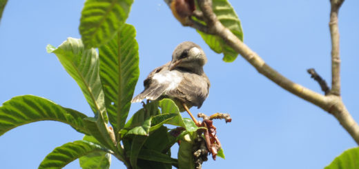 ムクドリ幼鳥ビワの木