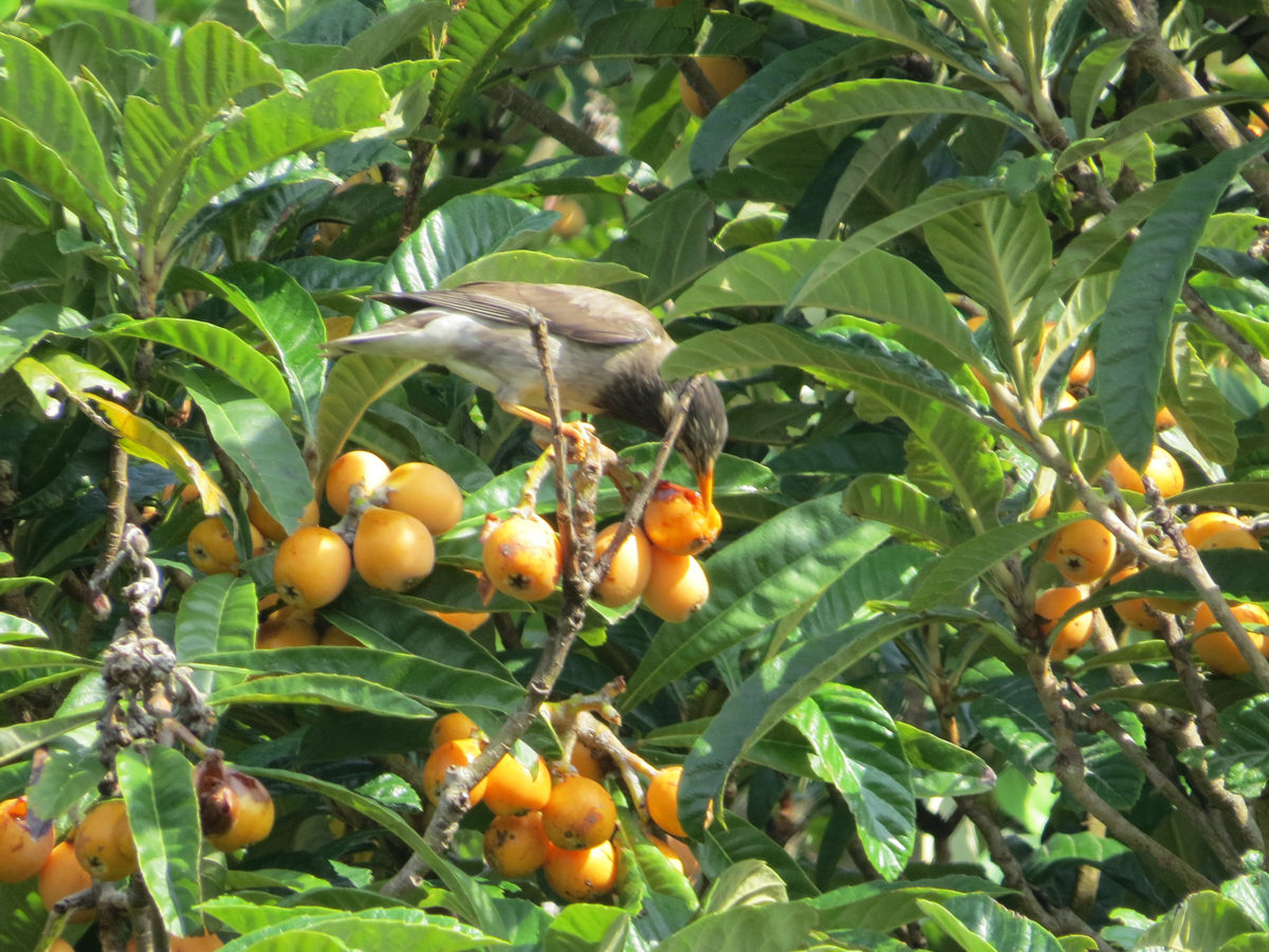 ムクドリビワの木