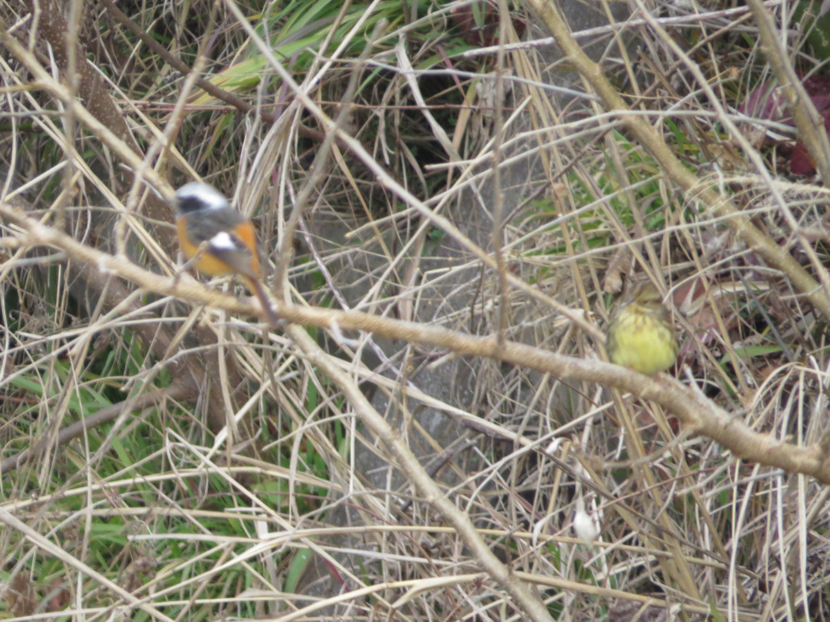 ジョウビタキとアオジ