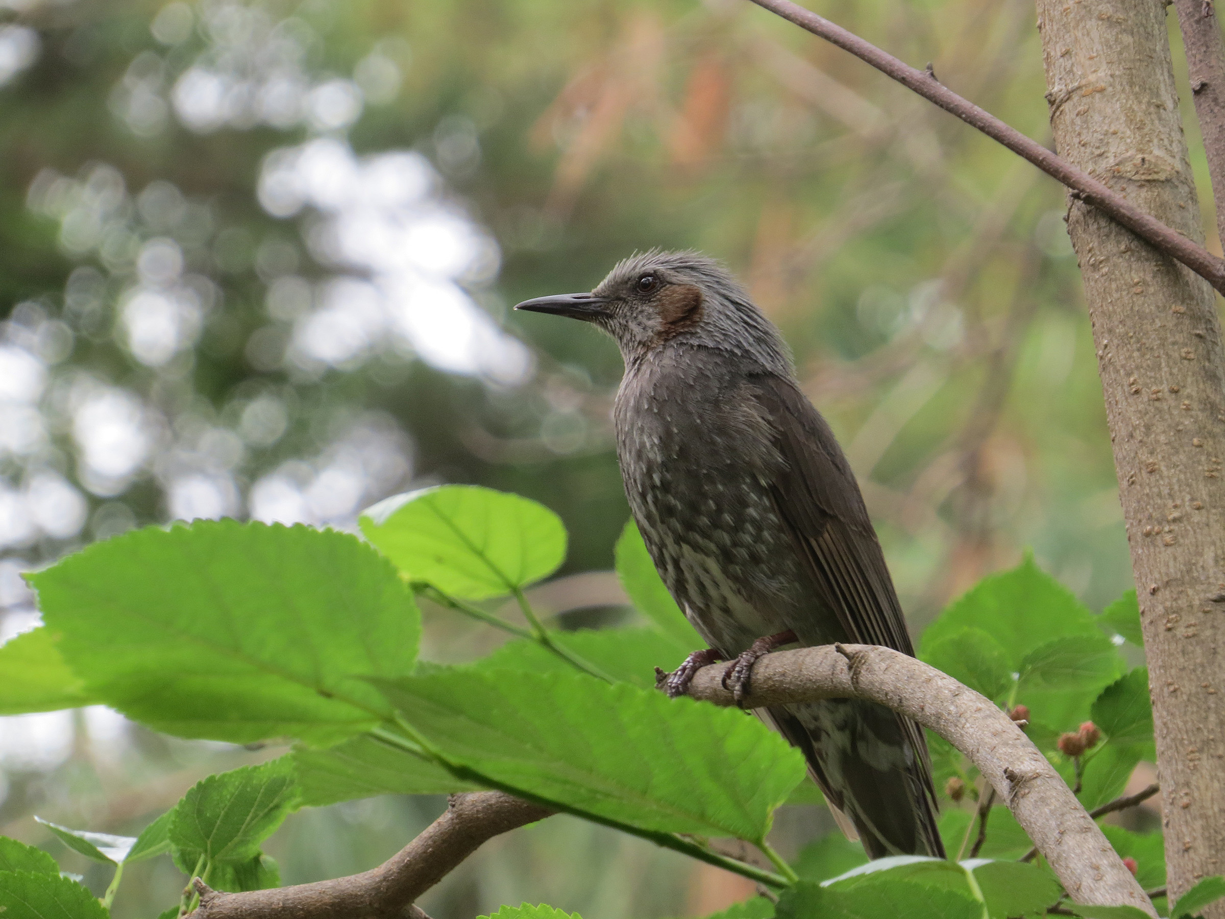 ヒヨドリ みどりの鳥 横浜市北部 緑区周辺の野鳥紹介