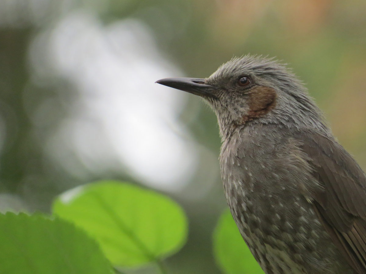 ヒヨドリアップ