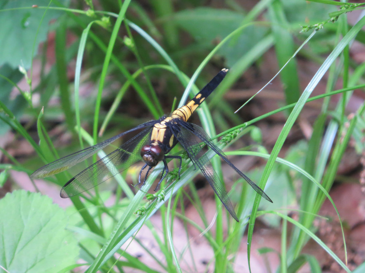 シオカラトンボ雌