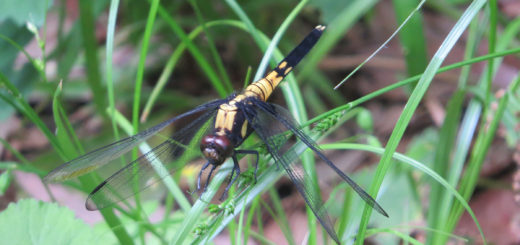 シオカラトンボ雌