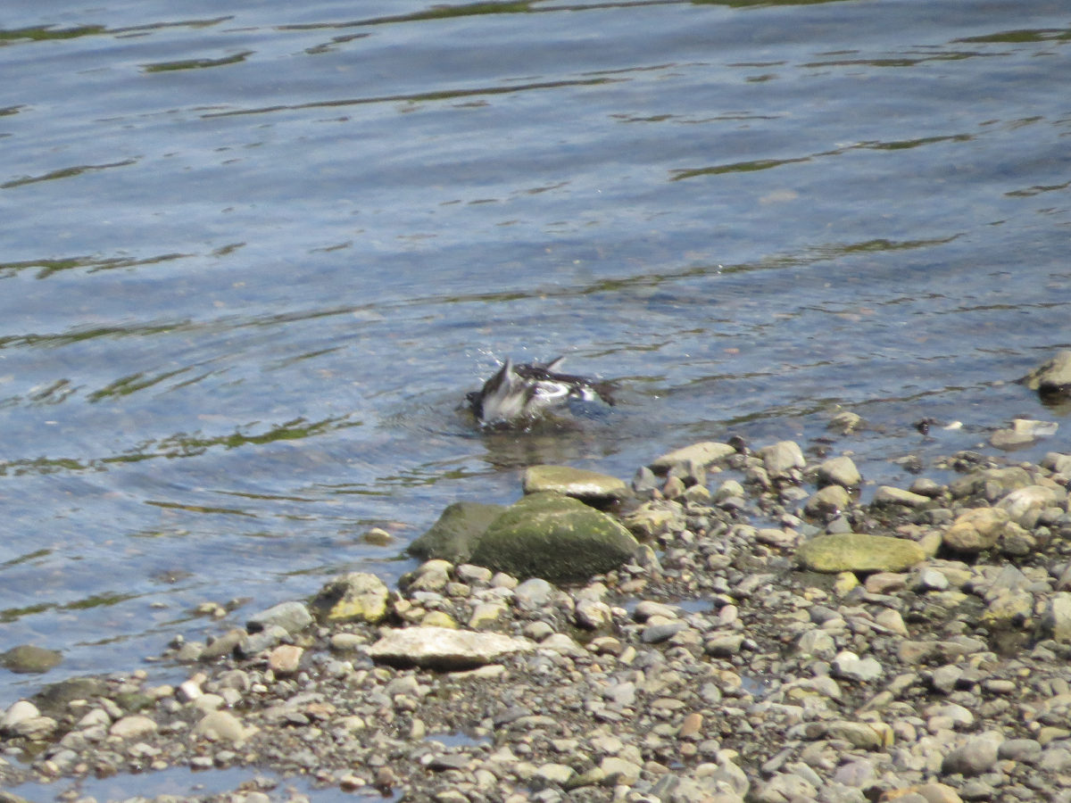 ハクセキレイ水浴び