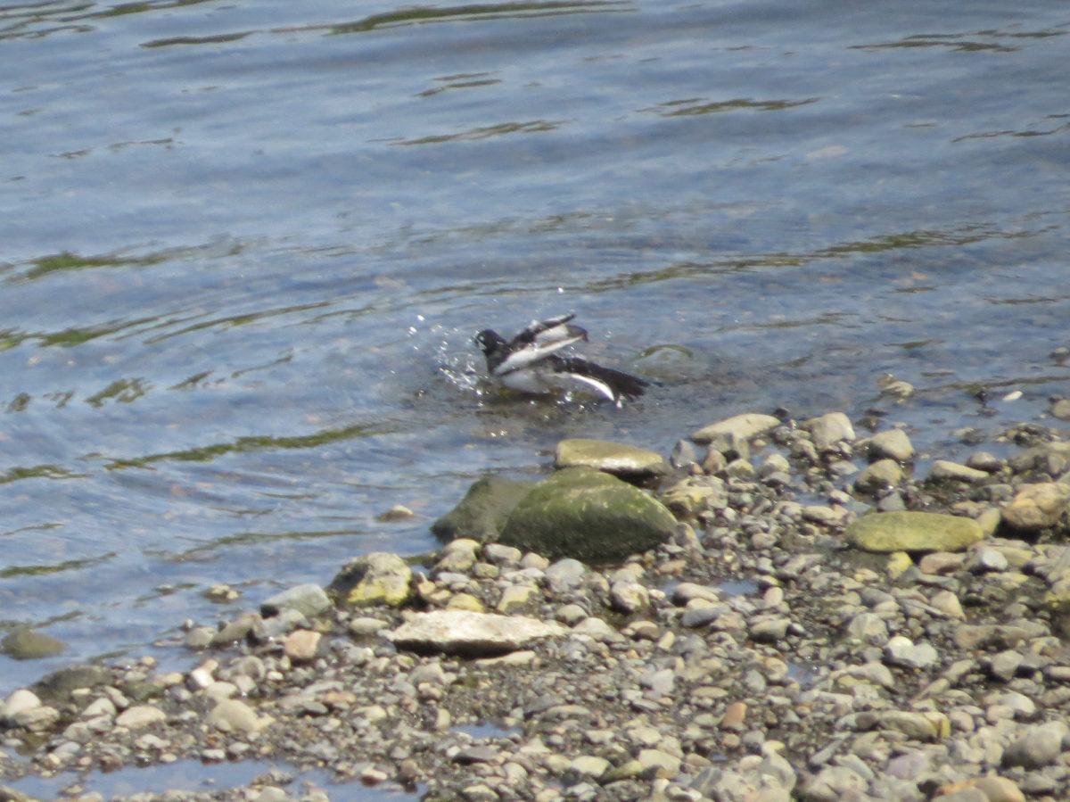 ハクセキレイ水浴び