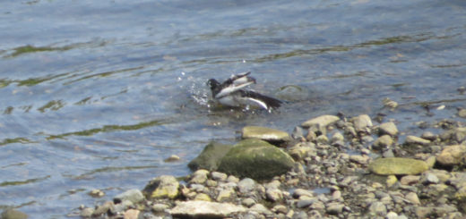 ハクセキレイ水浴び