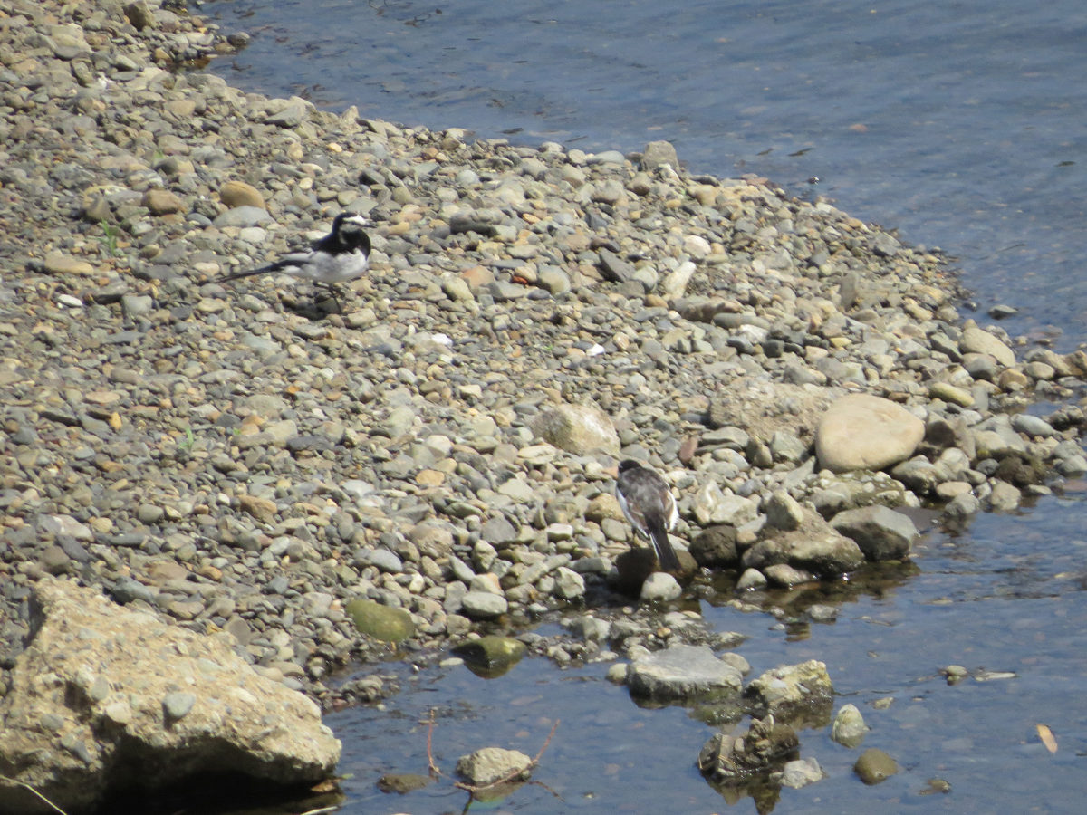 ハクセキレイ二羽