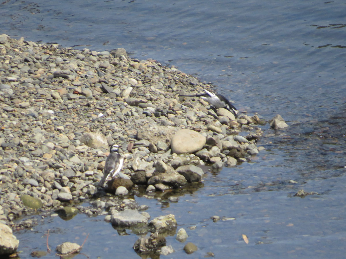 ハクセキレイ二羽