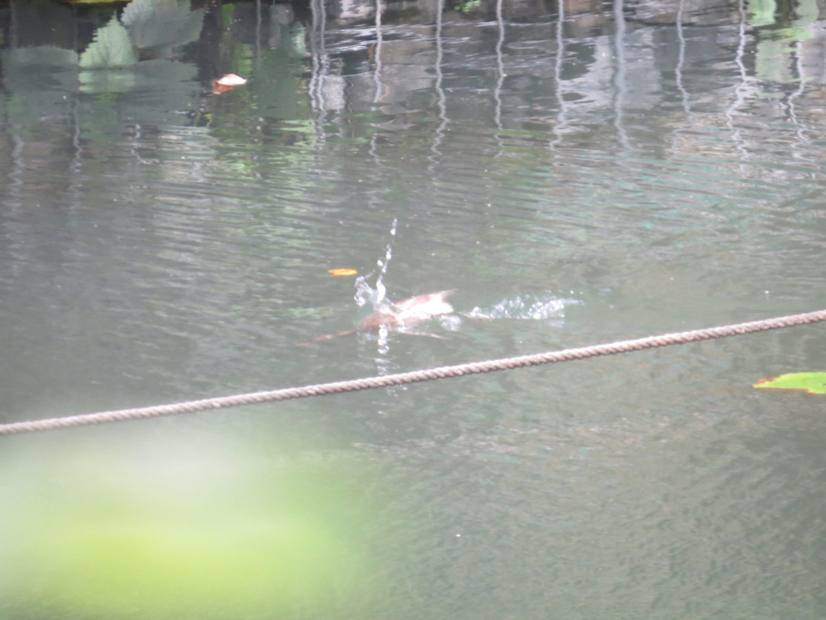 カイツブリ幼鳥潜る