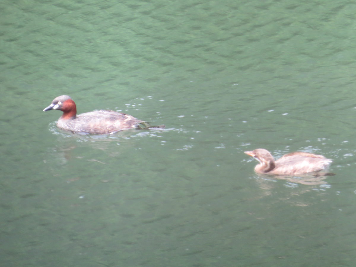 カイツブリ親子