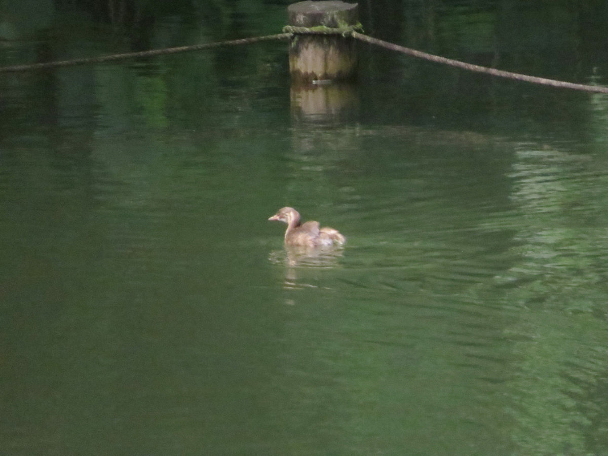 カイツブリ幼鳥