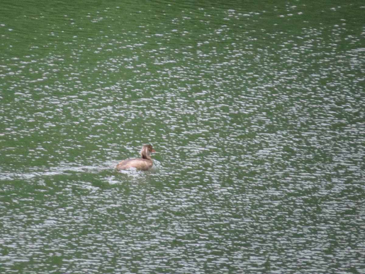 カイツブリ幼鳥