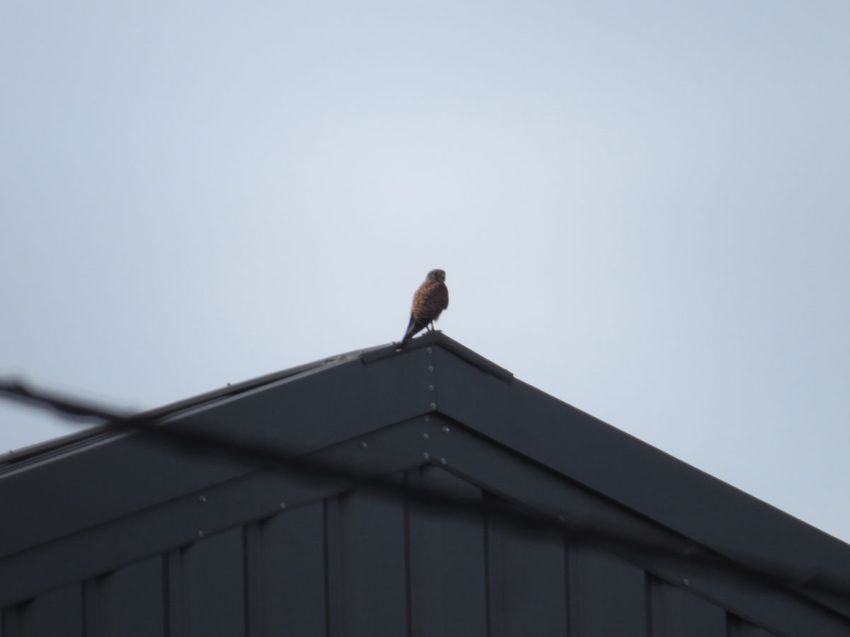 チョウゲンボウ