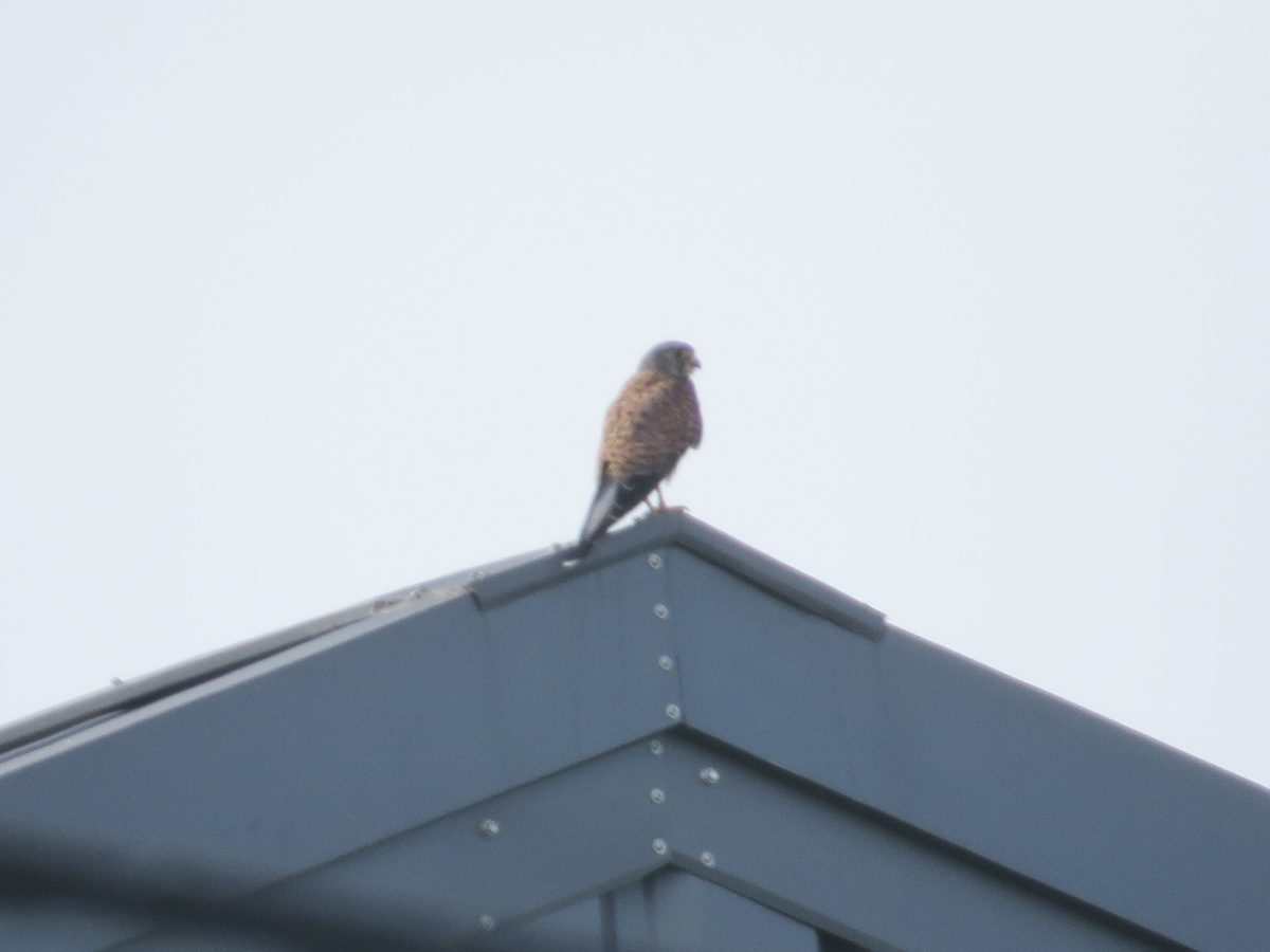 チョウゲンボウアップ