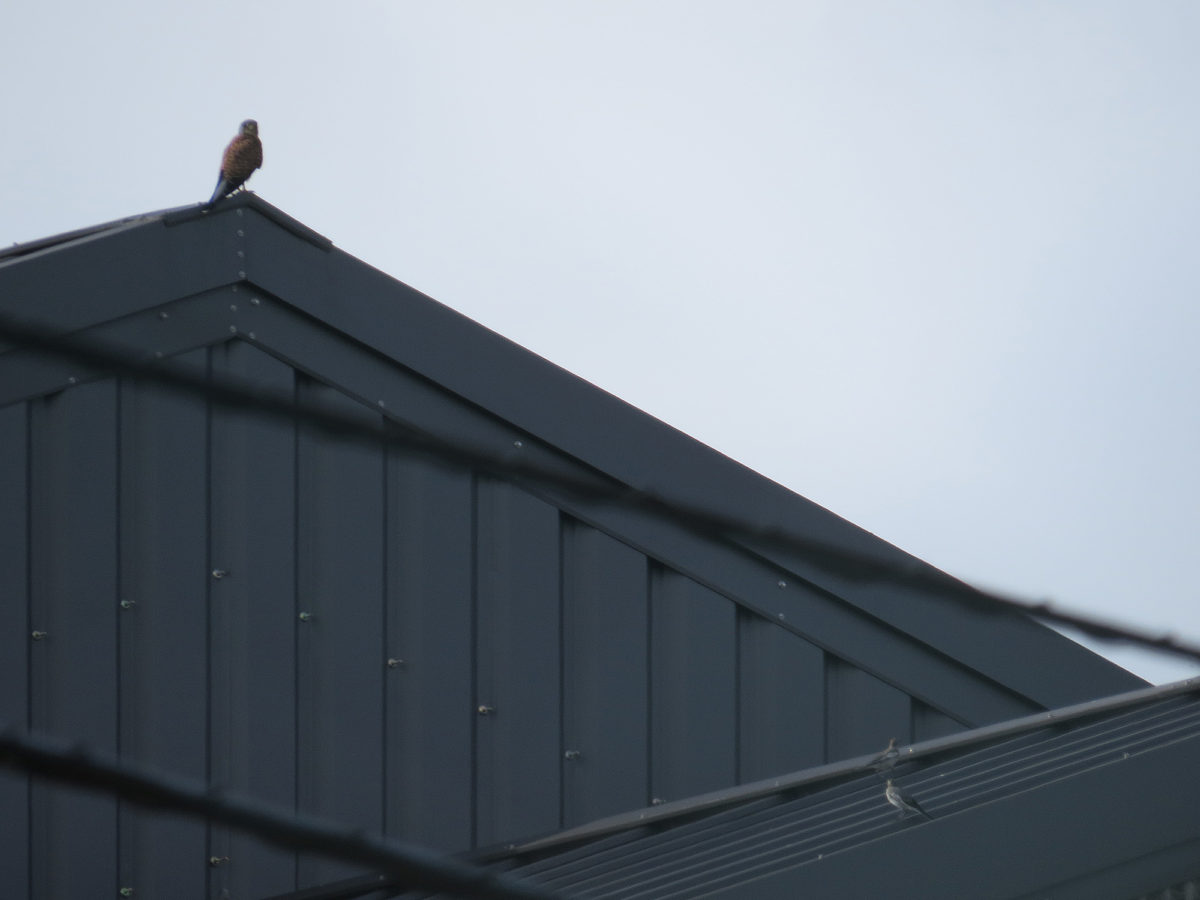 チョウゲンボウとハクセキレイ