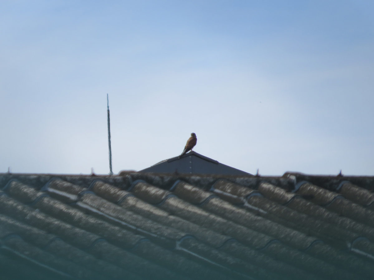 チョウゲンボウ