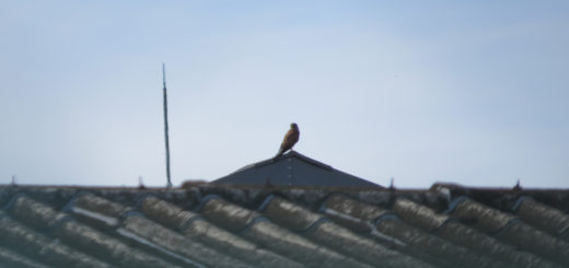 チョウゲンボウ