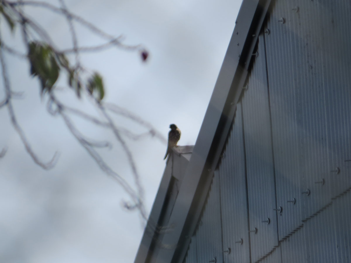 チョウゲンボウ別アングル