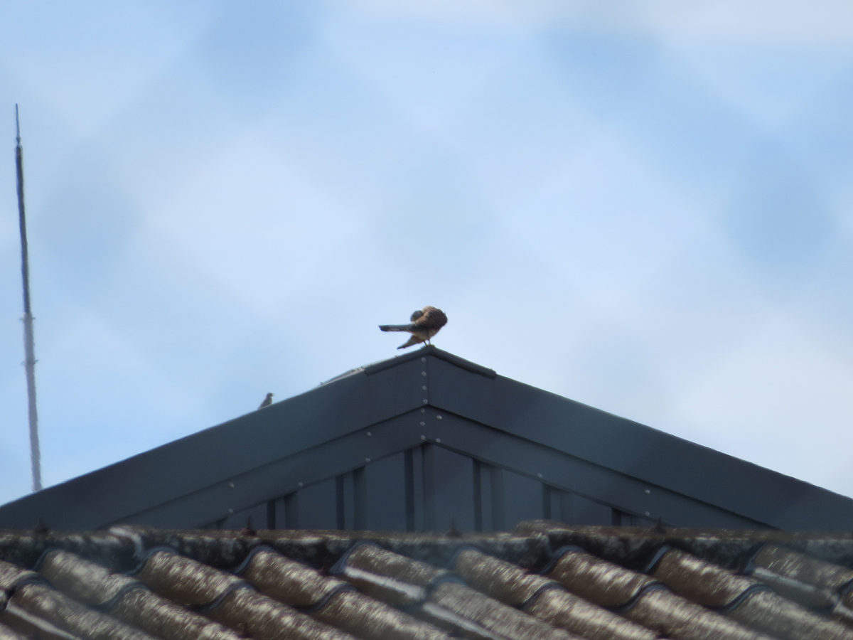 チョウゲンボウとハクセキレイ