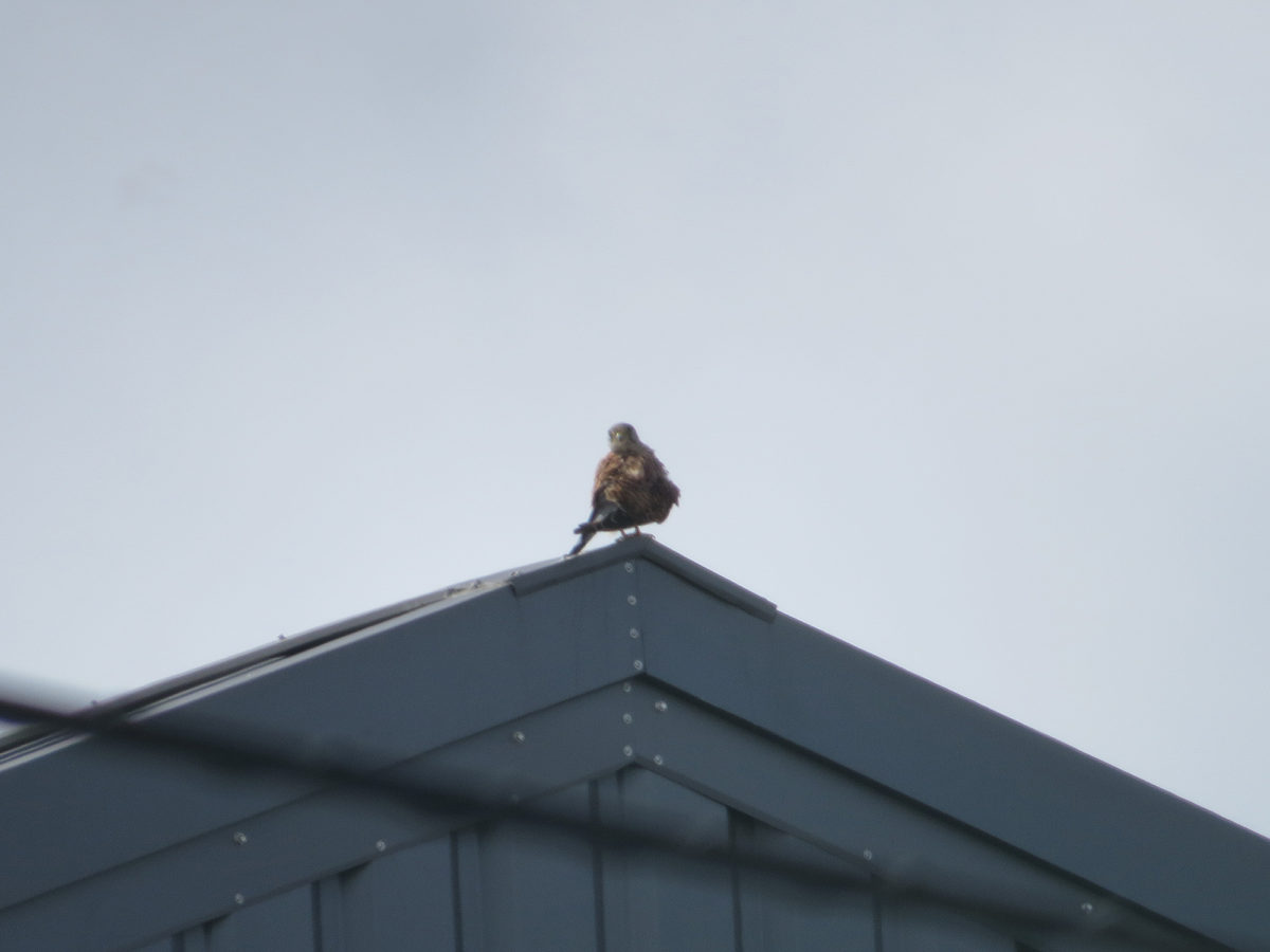 チョウゲンボウ