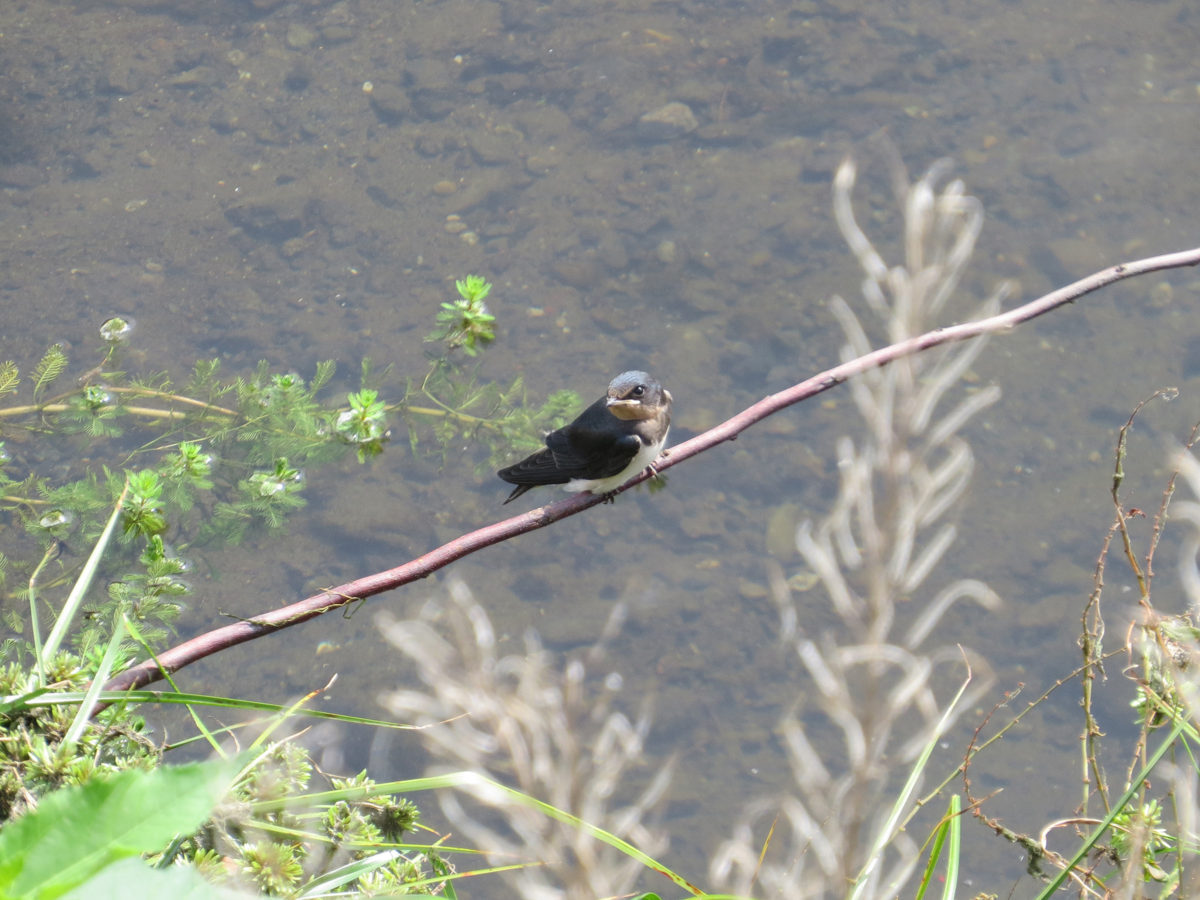 ツバメ幼鳥メイン