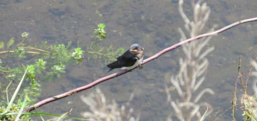 ツバメ幼鳥メイン