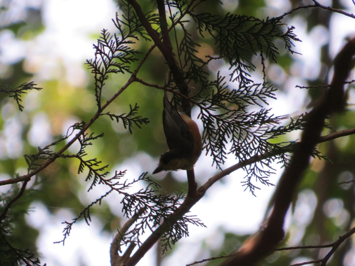 ヤマガラ、ゴジュウカラのようなポーズ