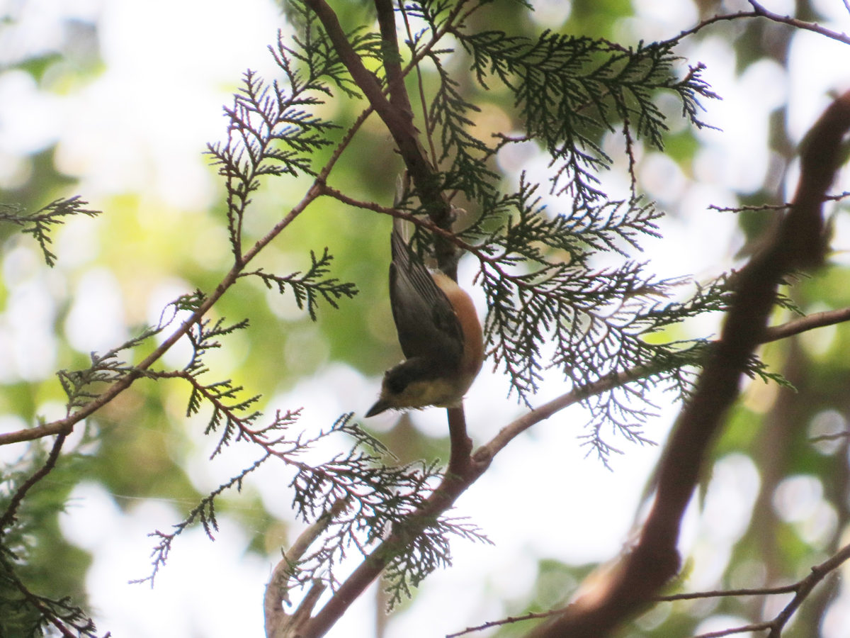 ヤマガラ明るめ