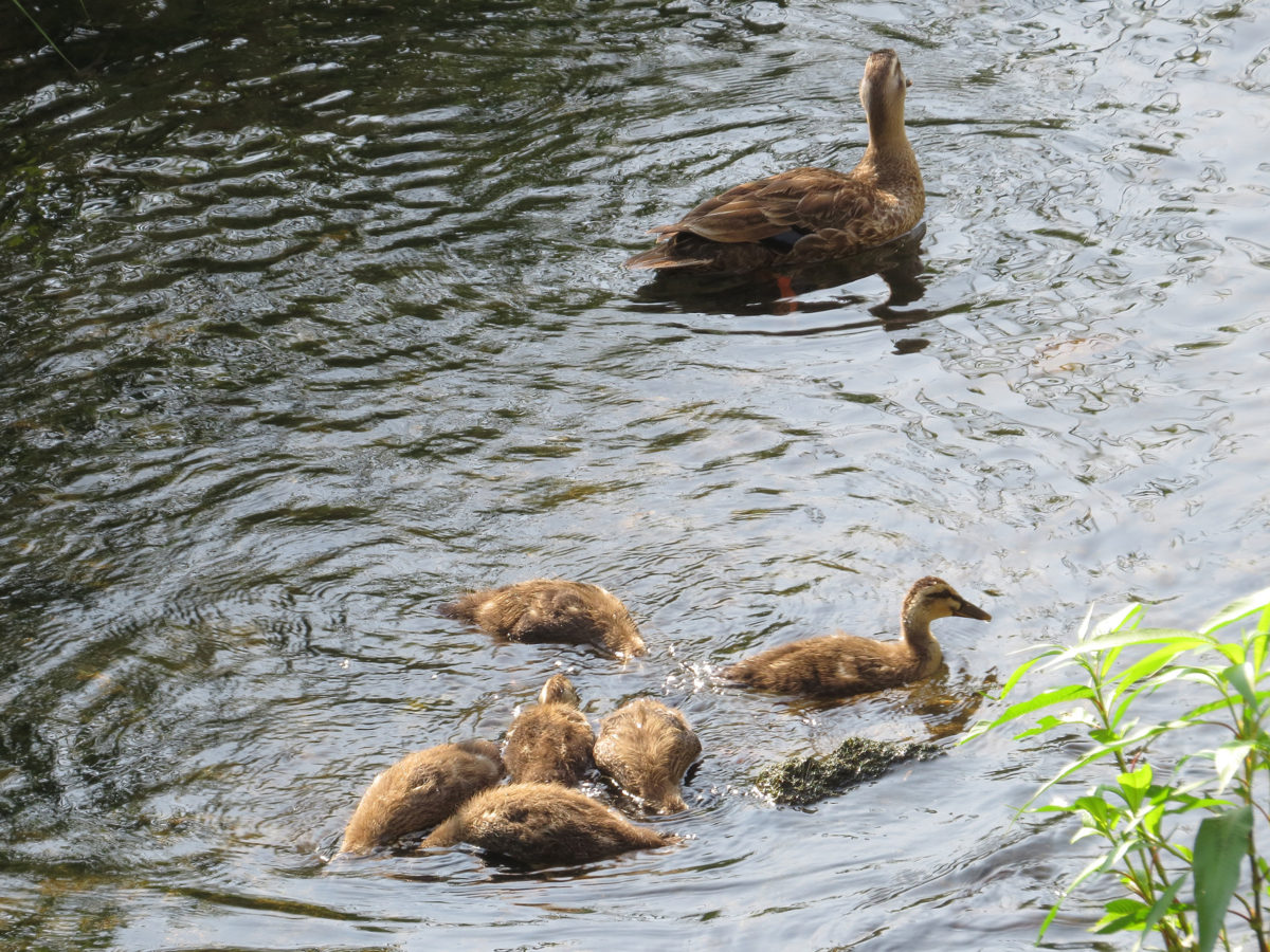 カルガモ幼鳥と親