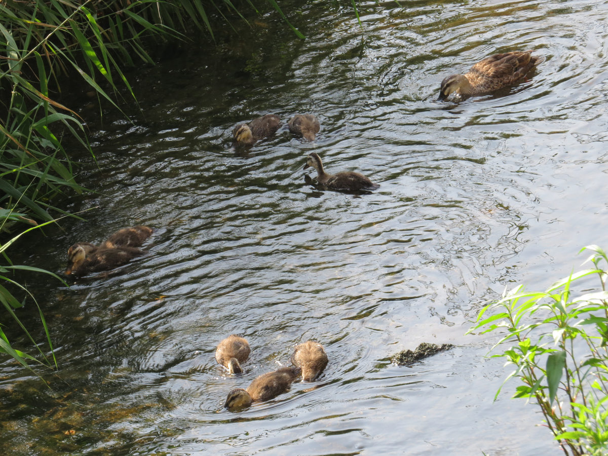カルガモ幼鳥と親