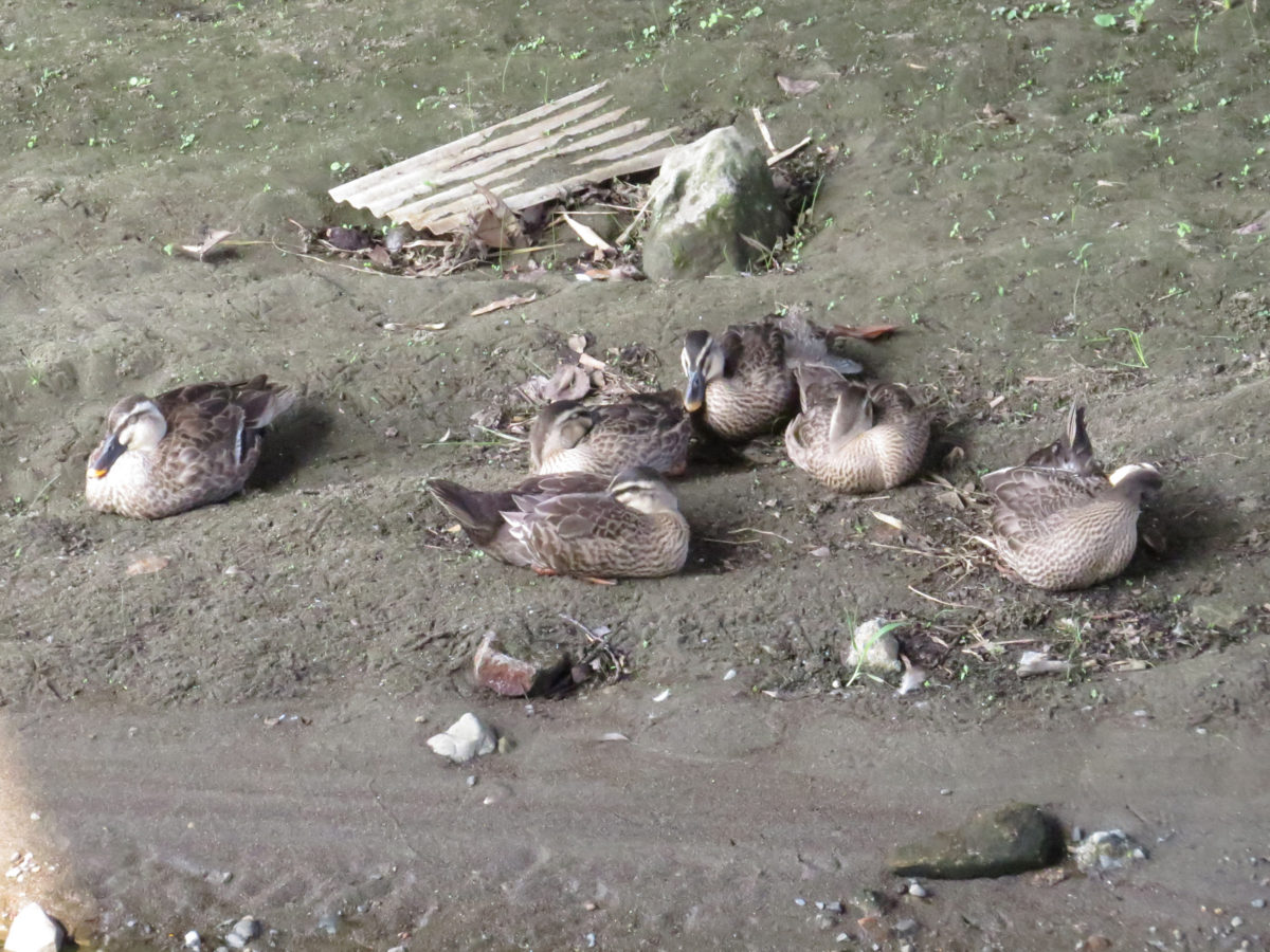 カルガモ幼鳥と親別ファミリー