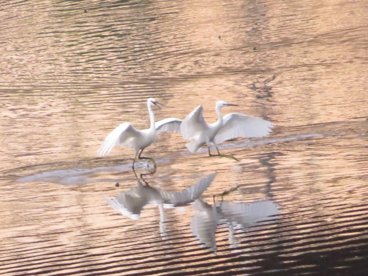 追い回すコサギ