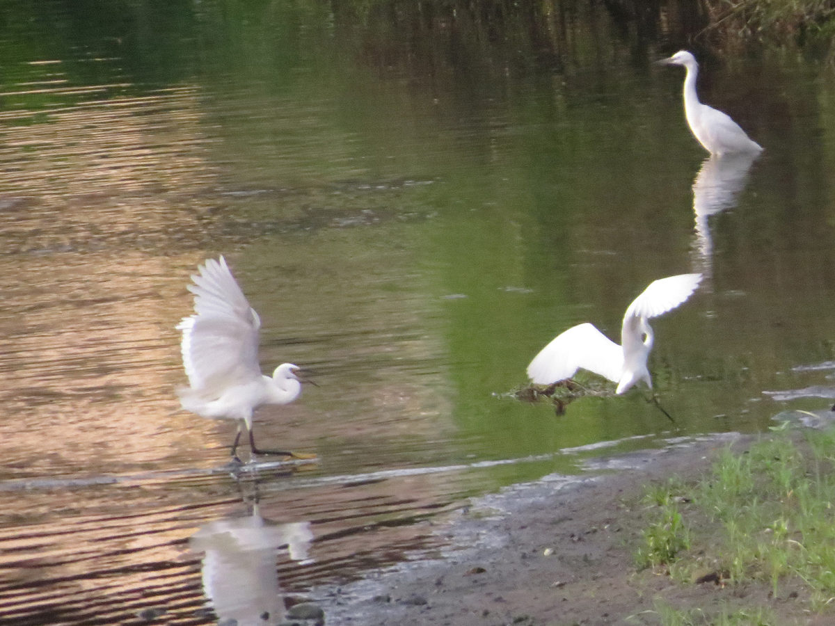追い回すコサギ