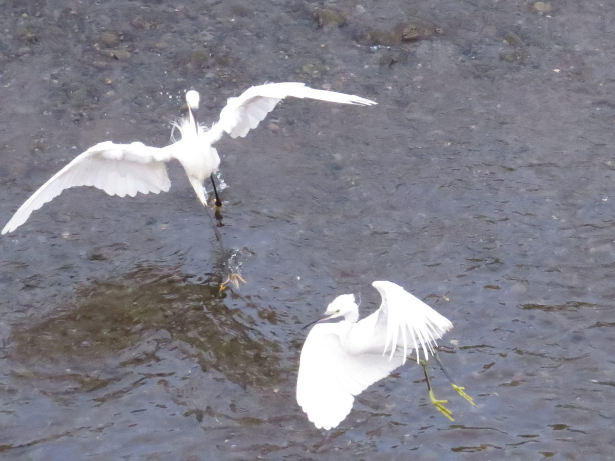 追い回すコサギ