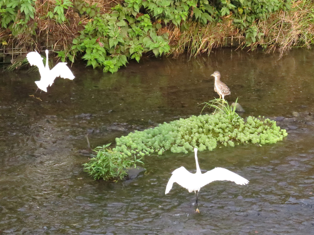 コサギとホシゴイ