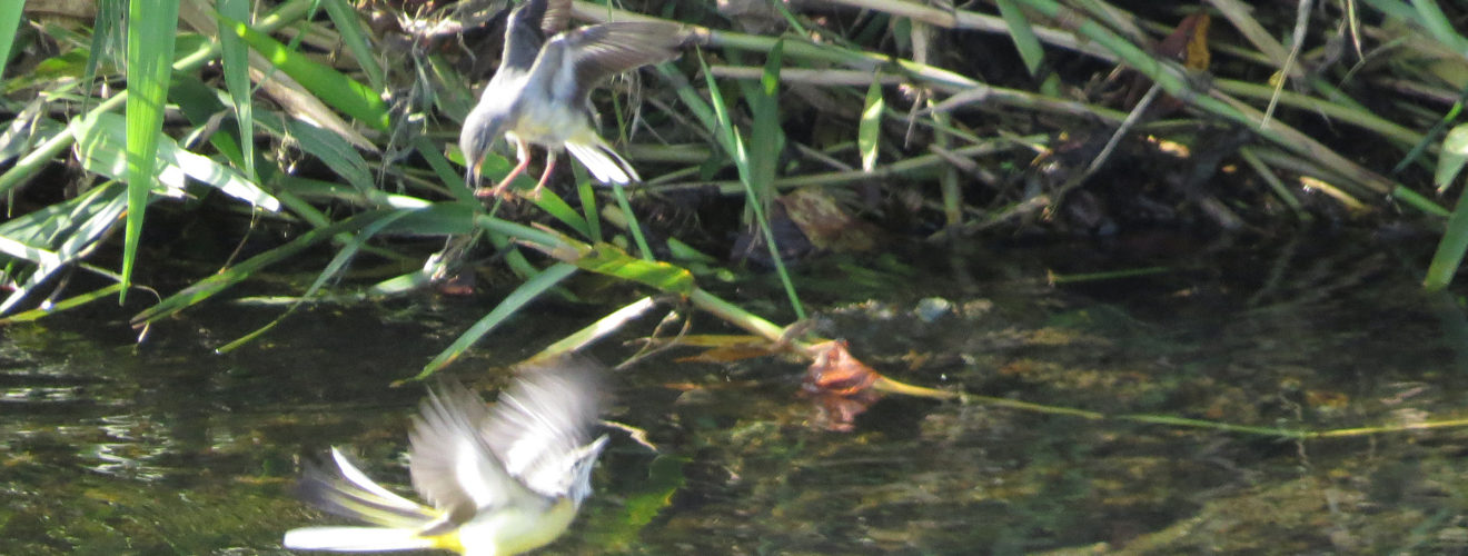 キセキレイ二羽