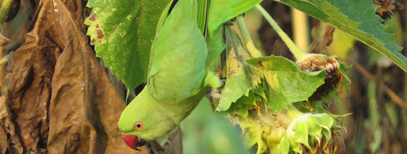 ホンセイインコヒマワリ