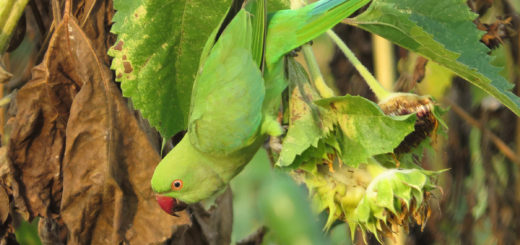 ホンセイインコヒマワリ
