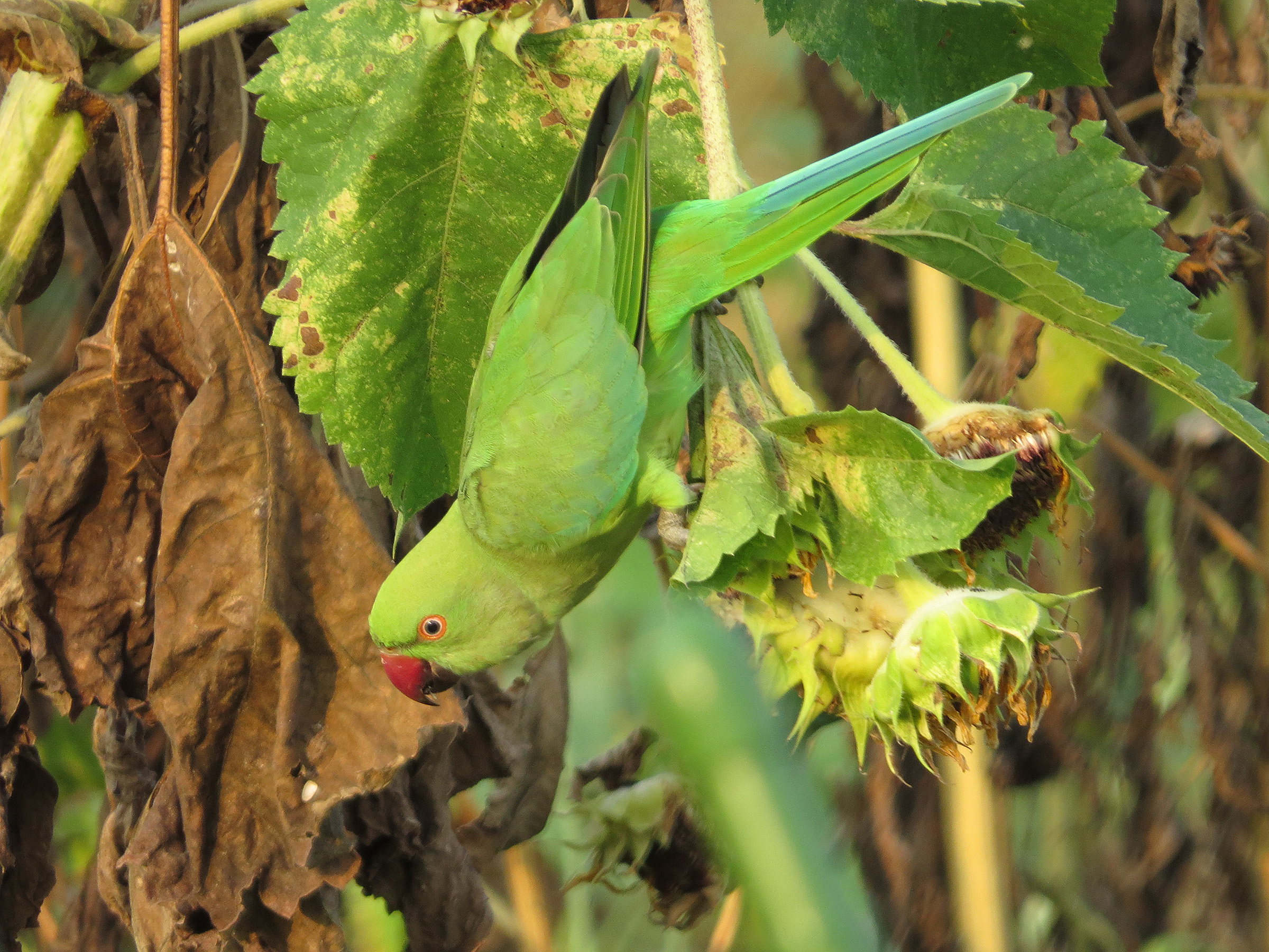 ホンセイインコヒマワリ