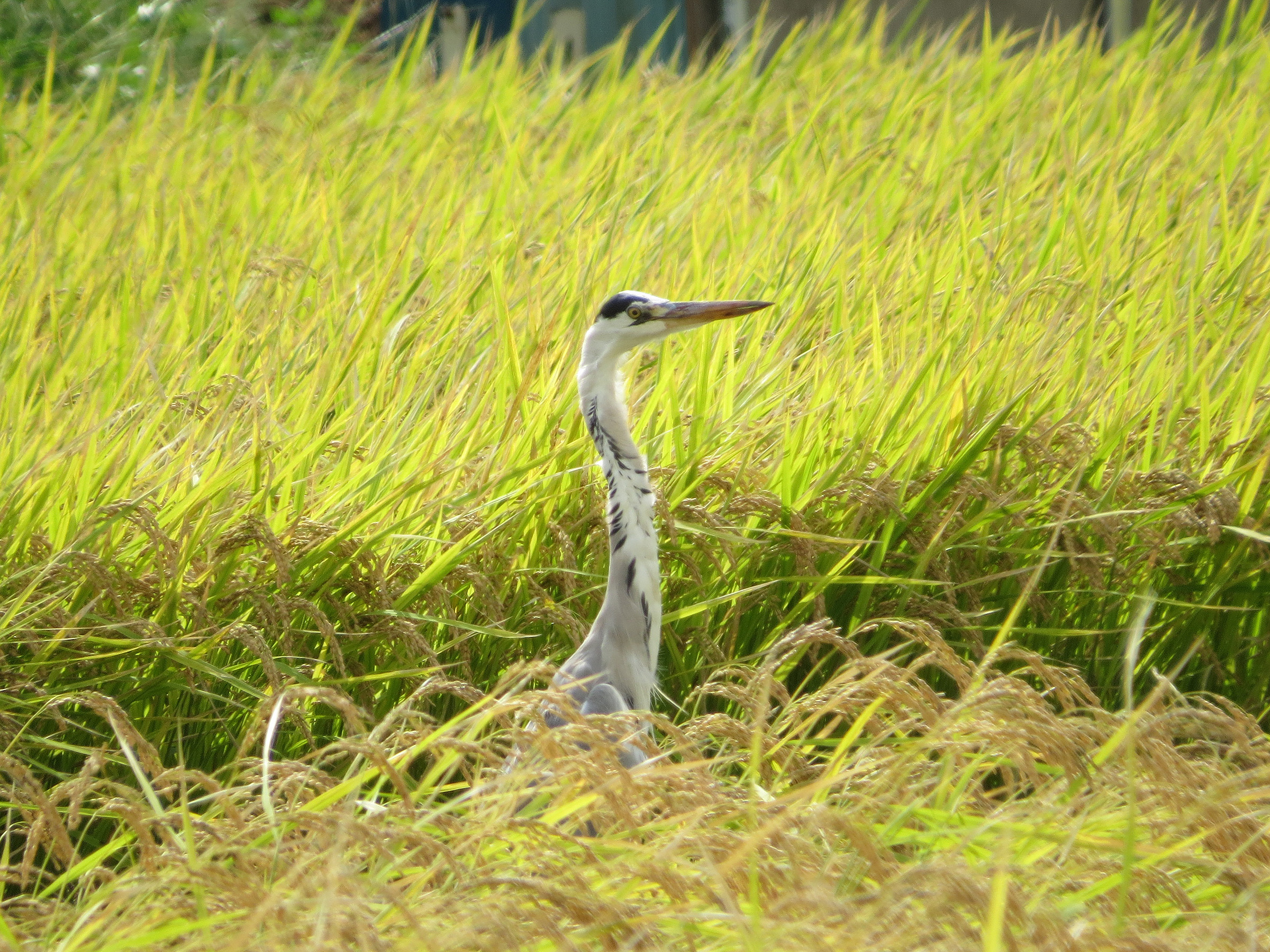 アオサギ田んぼの中
