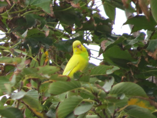 セキセイインコを飼う: これは、種に適した鳥のテリトリーを作成する方法です