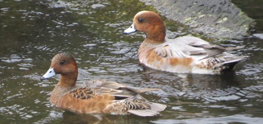 ヒドリガモ雌雄