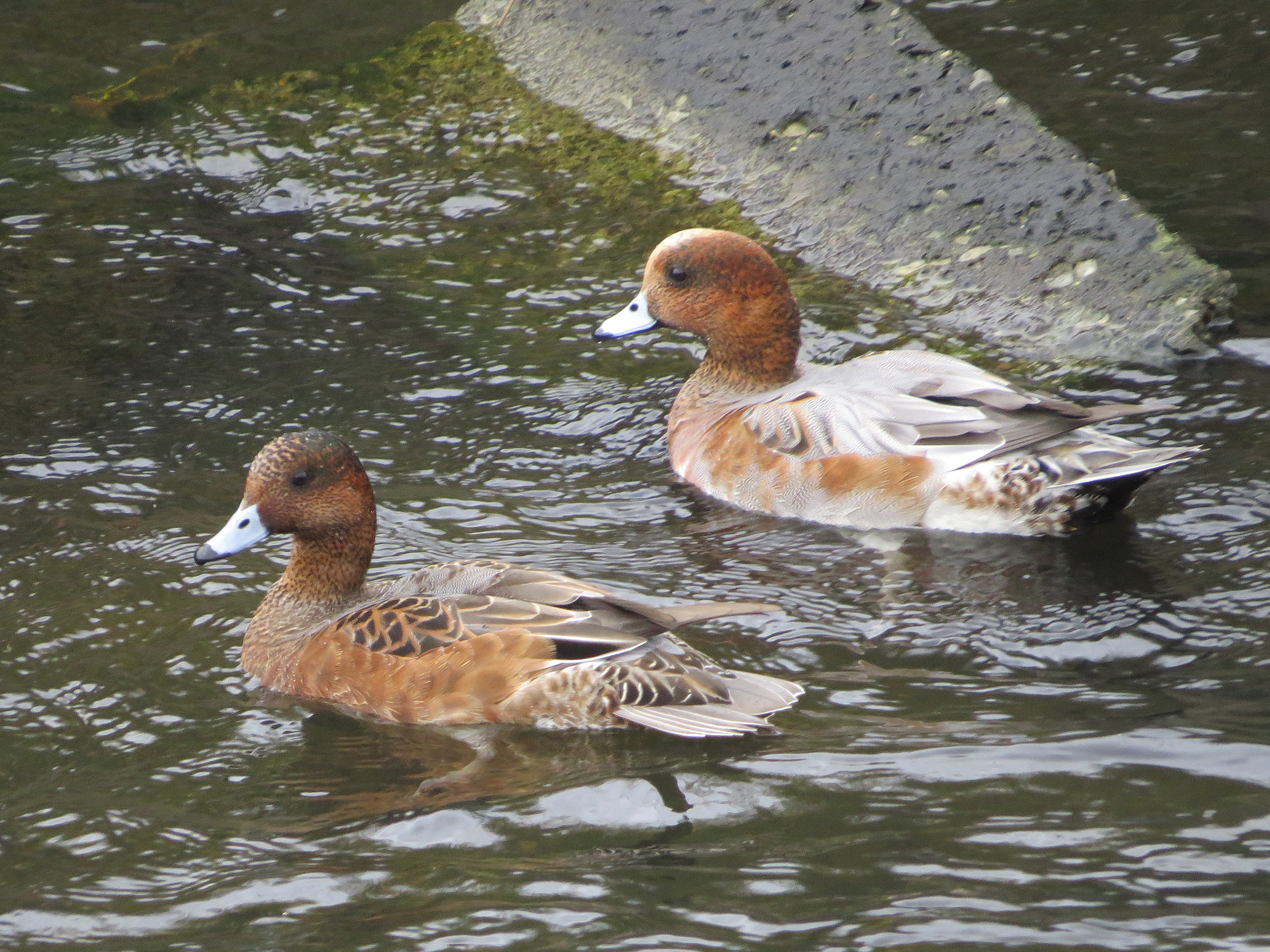 ヒドリガモ雌雄